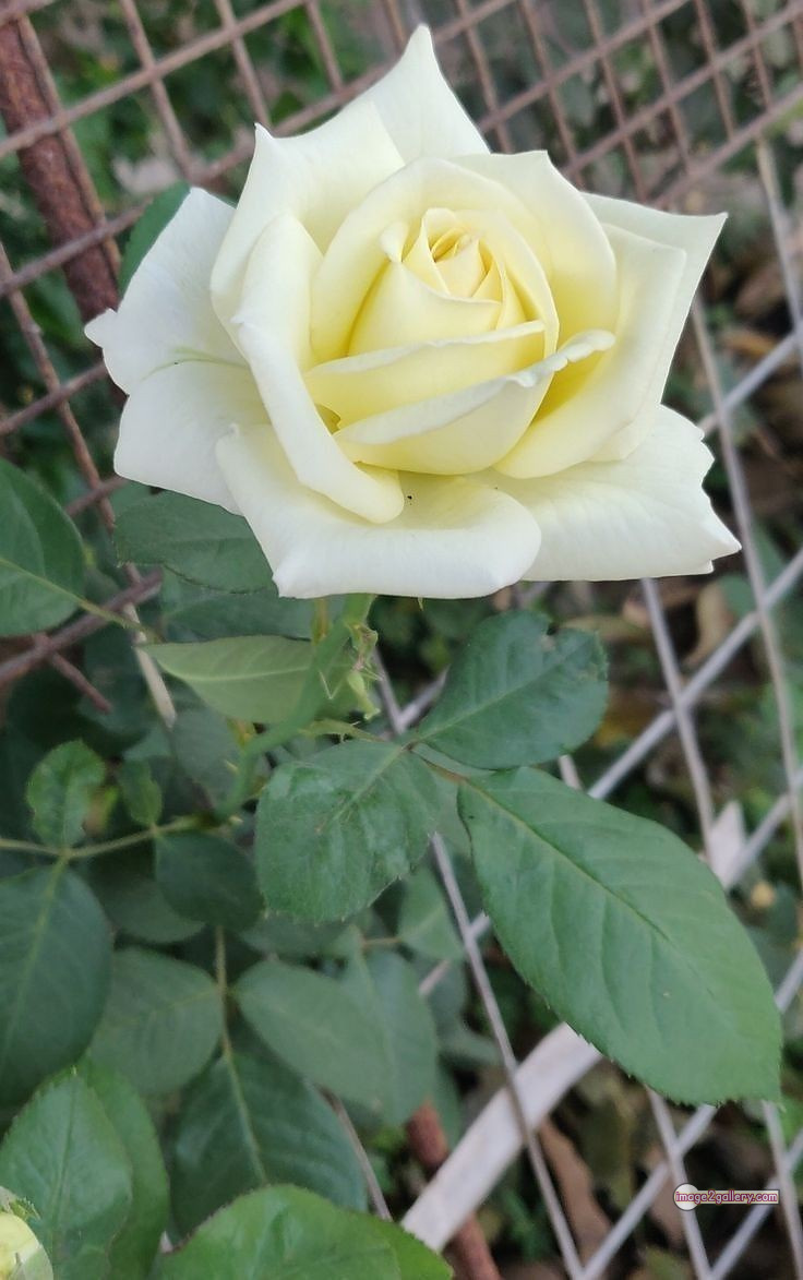 3300+ Beautiful Rose Flowers Image | Rose Flower HD Pic Download | 3055 white rose flower -(11)