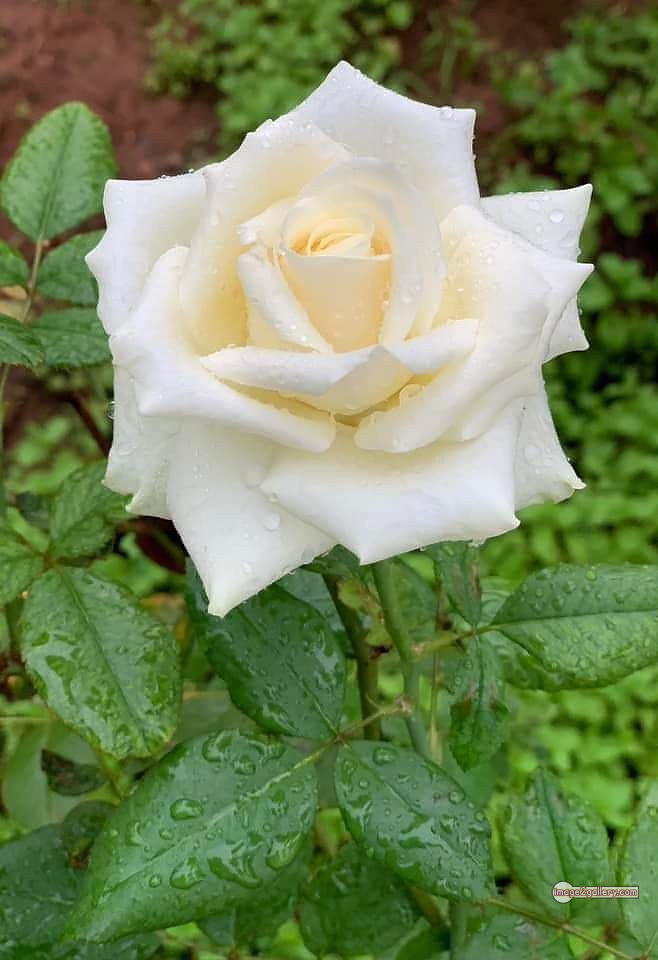 3300+ Beautiful Rose Flowers Image | Rose Flower HD Pic Download | 1053 white rose flower -(12)