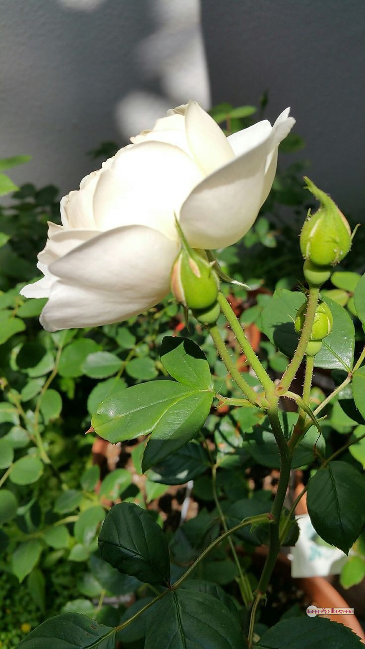 3300+ Beautiful Rose Flowers Image | Rose Flower HD Pic Download | 1187 white rose flower -(13)