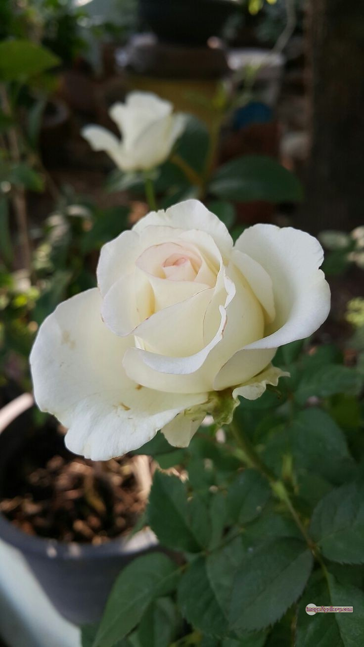 3300+ Beautiful Rose Flowers Image | Rose Flower HD Pic Download | 2912 white rose flower -(14)