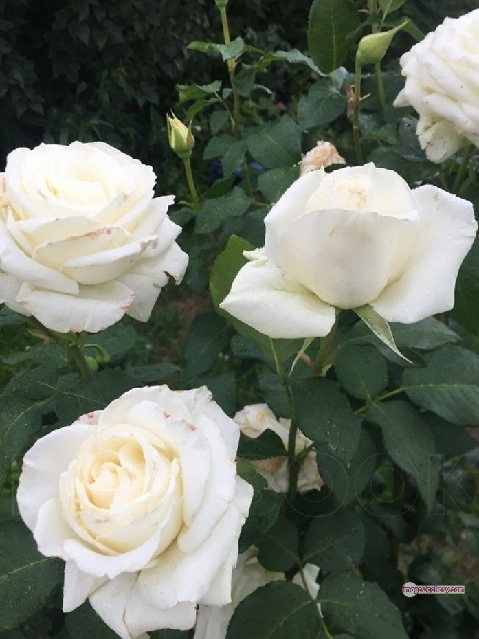 3300+ Beautiful Rose Flowers Image | Rose Flower HD Pic Download | 822 white rose flower -(15)