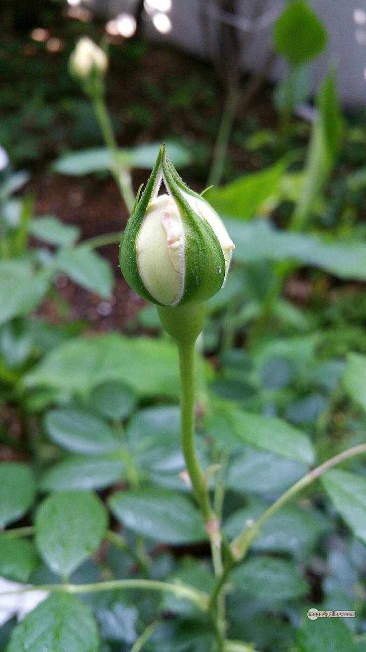 3300+ Beautiful Rose Flowers Image | Rose Flower HD Pic Download | 131 white rose flower -(2)