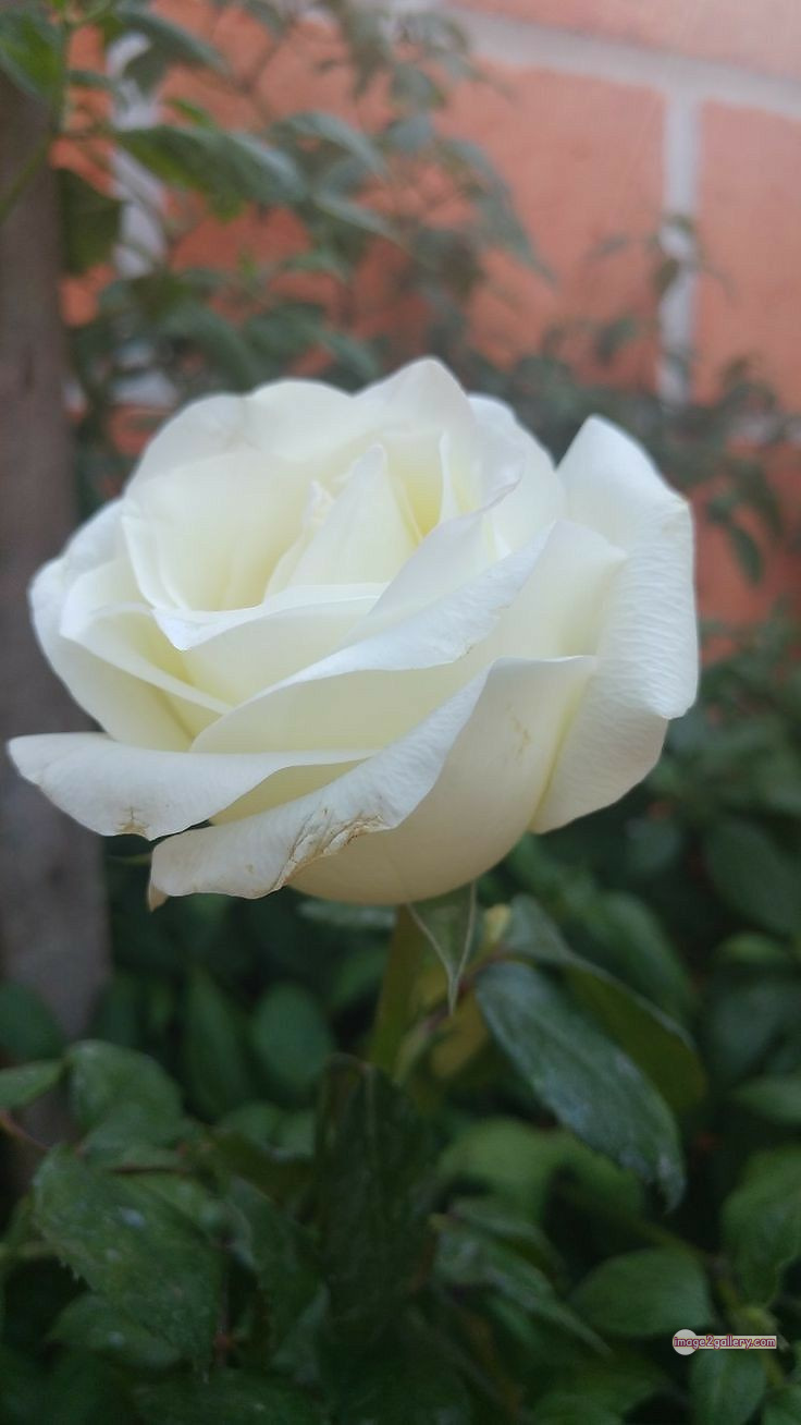 3300+ Beautiful Rose Flowers Image | Rose Flower HD Pic Download | 1506 white rose flower -(3)