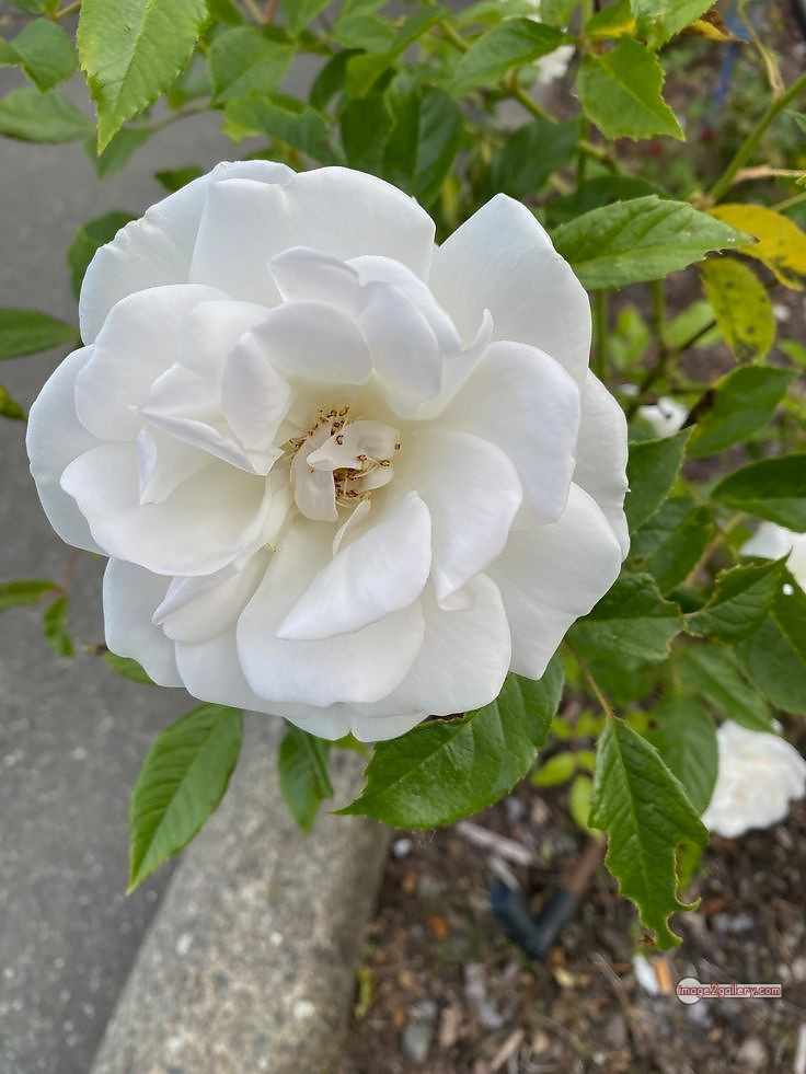 3300+ Beautiful Rose Flowers Image | Rose Flower HD Pic Download | 658 white rose flower -(4)
