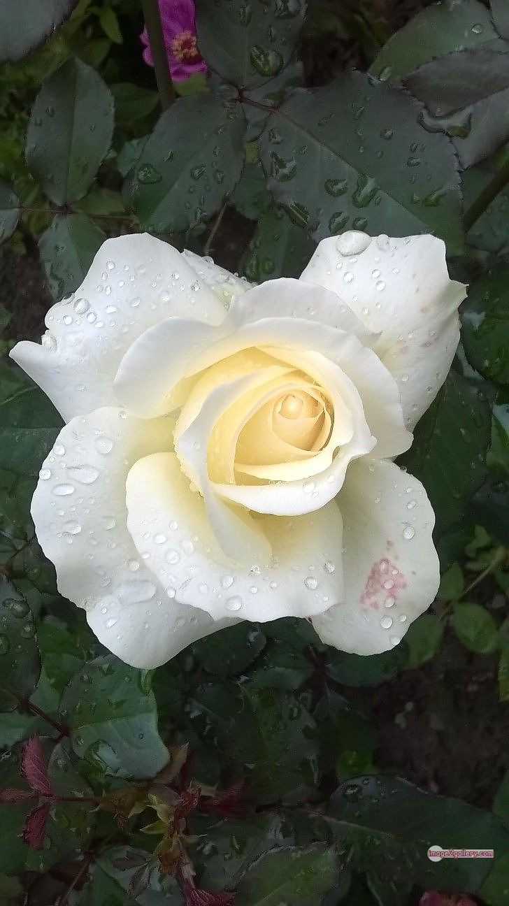 3300+ Beautiful Rose Flowers Image | Rose Flower HD Pic Download | 1351 white rose flower -(5)