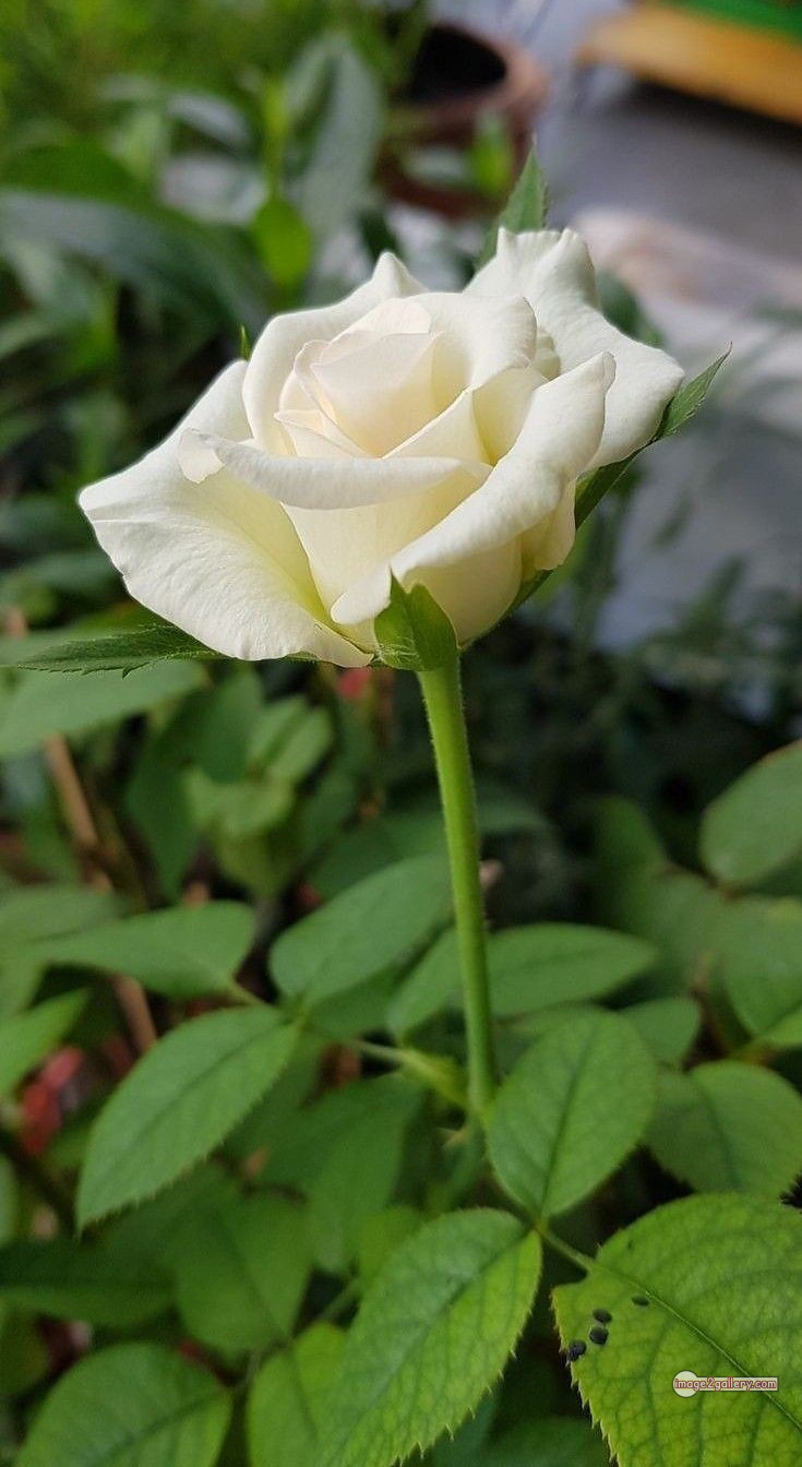 3300+ Beautiful Rose Flowers Image | Rose Flower HD Pic Download | 186 white rose flower -(6)