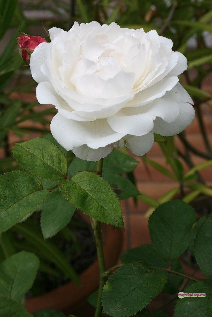 3300+ Beautiful Rose Flowers Image | Rose Flower HD Pic Download | 2825 white rose flower -(8)