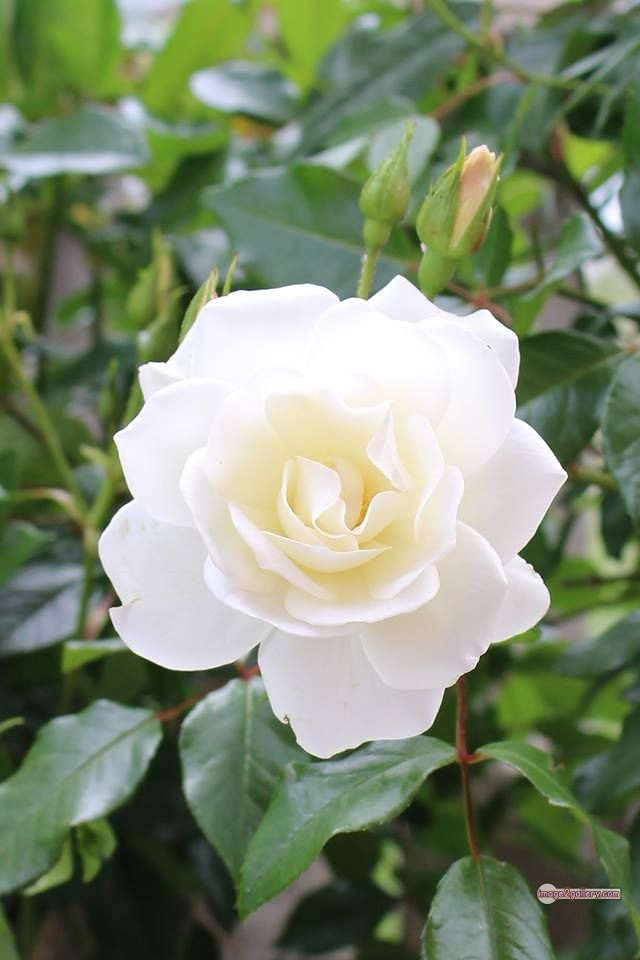 3300+ Beautiful Rose Flowers Image | Rose Flower HD Pic Download | 719 white rose flower -(9)