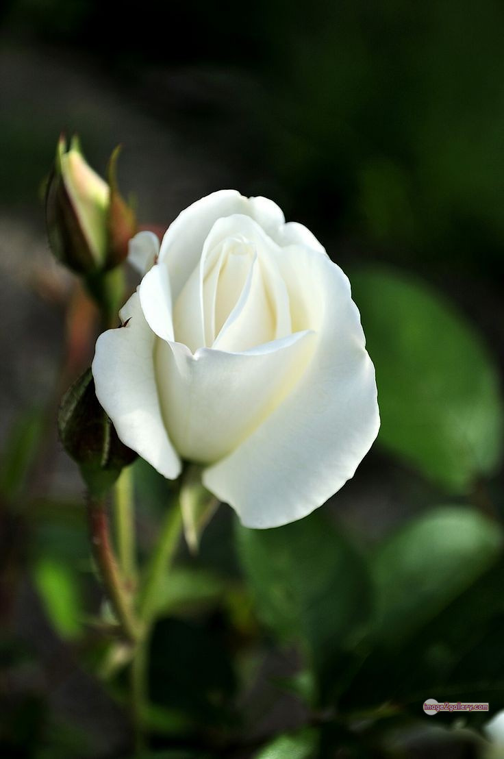 3300+ Beautiful Rose Flowers Image | Rose Flower HD Pic Download | 2791 white rose flower bouquet -