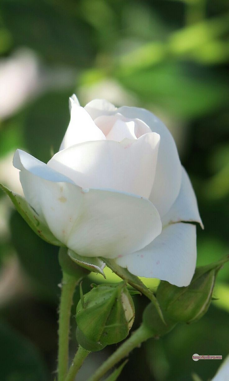 3300+ Beautiful Rose Flowers Image | Rose Flower HD Pic Download | 2526 white rose flower bouquet -(1)