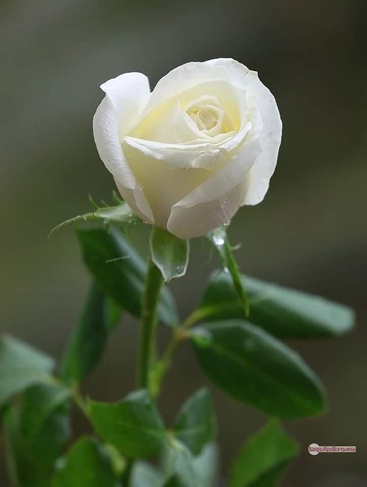 3300+ Beautiful Rose Flowers Image | Rose Flower HD Pic Download | 2792 white rose flower bouquet -(11)