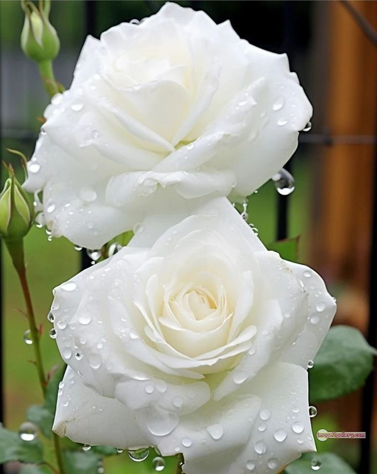 3300+ Beautiful Rose Flowers Image | Rose Flower HD Pic Download | 2564 white rose flower bouquet -(14)