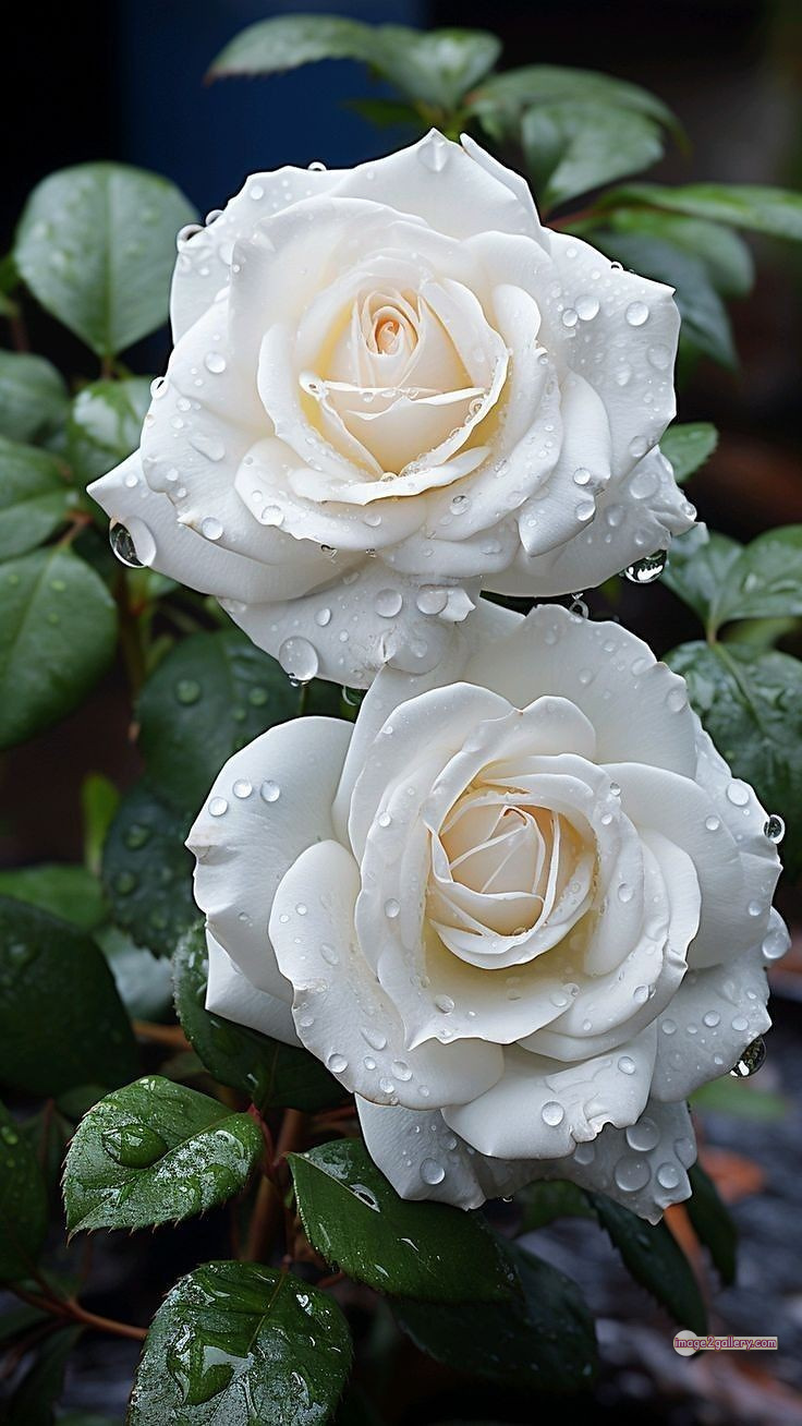 3300+ Beautiful Rose Flowers Image | Rose Flower HD Pic Download | 1009 white rose flower bouquet -(15)