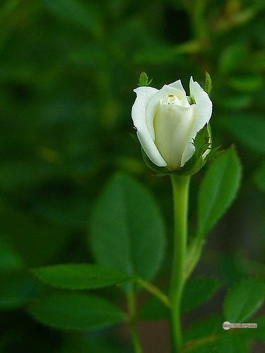 3300+ Beautiful Rose Flowers Image | Rose Flower HD Pic Download | 2527 white rose flower bouquet -(2)