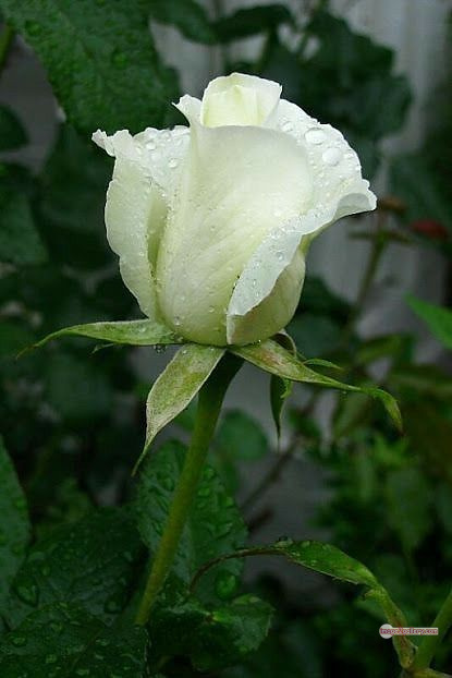 3300+ Beautiful Rose Flowers Image | Rose Flower HD Pic Download | 2601 white rose flower bouquet -(4)