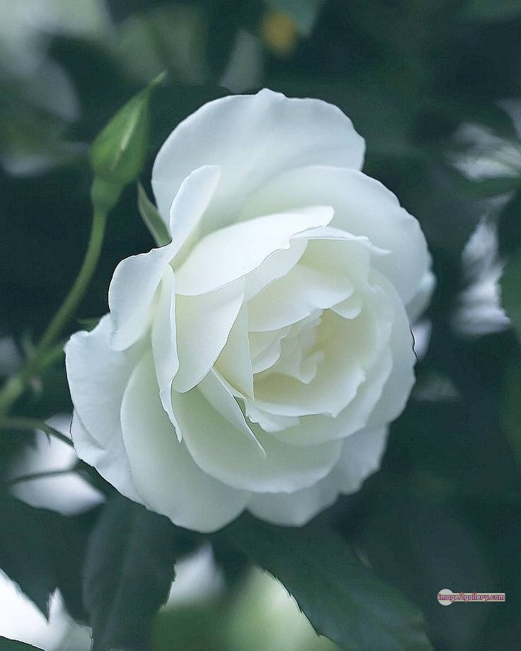 3300+ Beautiful Rose Flowers Image | Rose Flower HD Pic Download | 1067 white rose flower bouquet -(5)