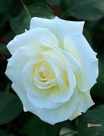 3300+ Beautiful Rose Flowers Image | Rose Flower HD Pic Download | 1174 white rose flower bouquet -(6)