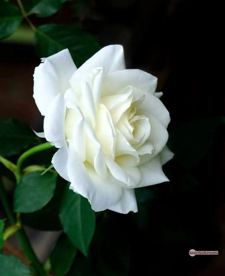 3300+ Beautiful Rose Flowers Image | Rose Flower HD Pic Download | 1090 white rose flower bouquet -(7)