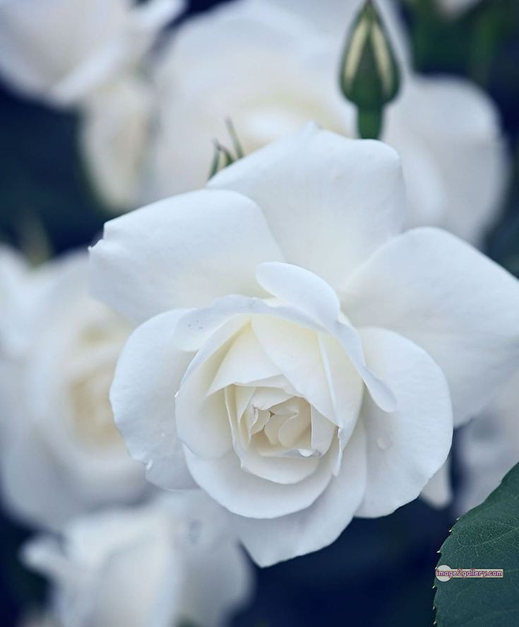 3300+ Beautiful Rose Flowers Image | Rose Flower HD Pic Download | 2793 white rose flower bouquet -(9)