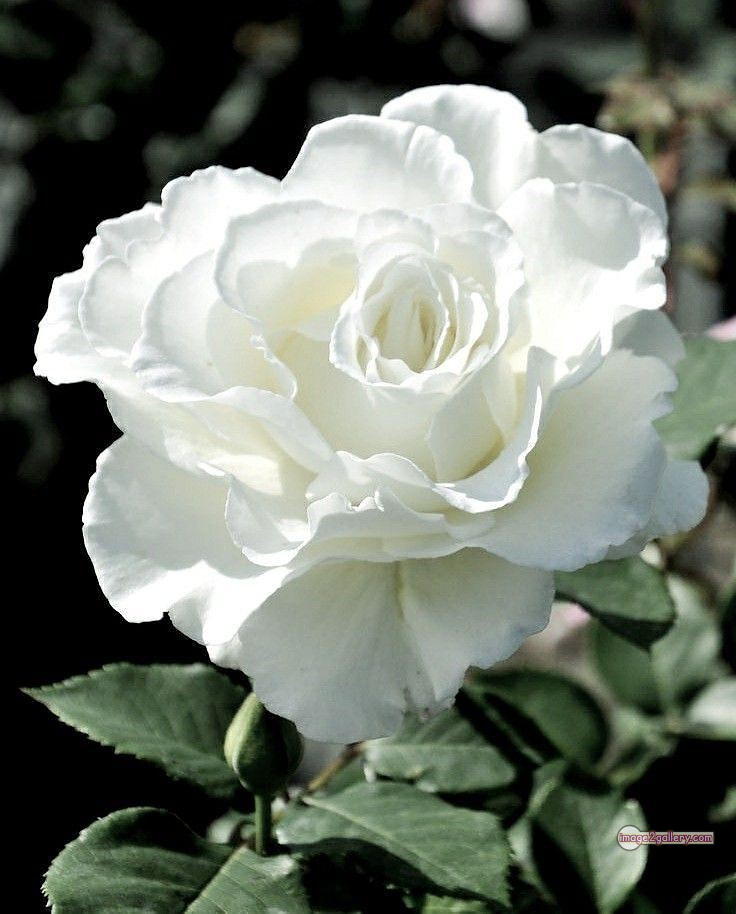 3300+ Beautiful Rose Flowers Image | Rose Flower HD Pic Download | 3018 white rose images -