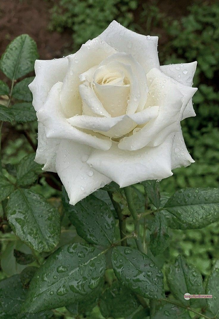 3300+ Beautiful Rose Flowers Image | Rose Flower HD Pic Download | 1413 white rose images -(1)