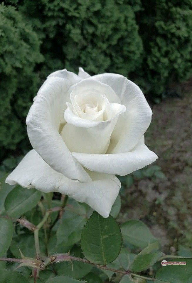 3300+ Beautiful Rose Flowers Image | Rose Flower HD Pic Download | 437 white rose images -(2)