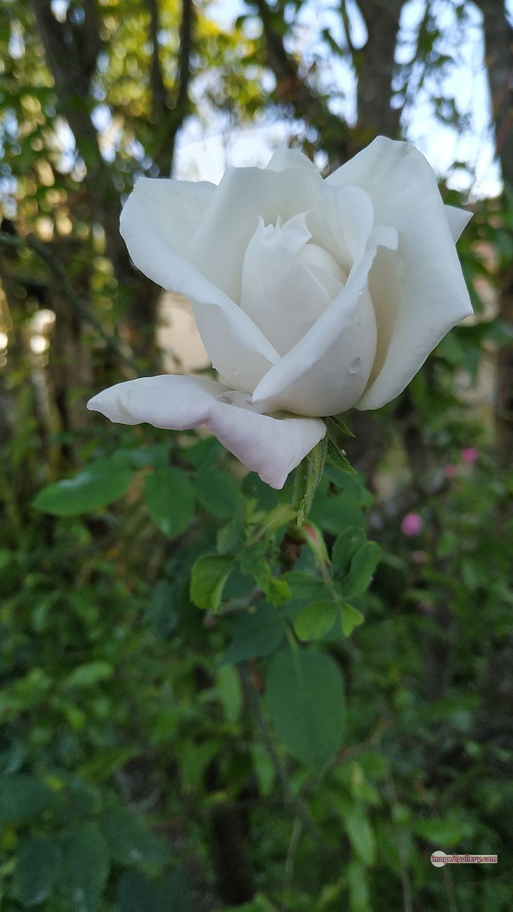 3300+ Beautiful Rose Flowers Image | Rose Flower HD Pic Download | 1415 white rose images -(3)