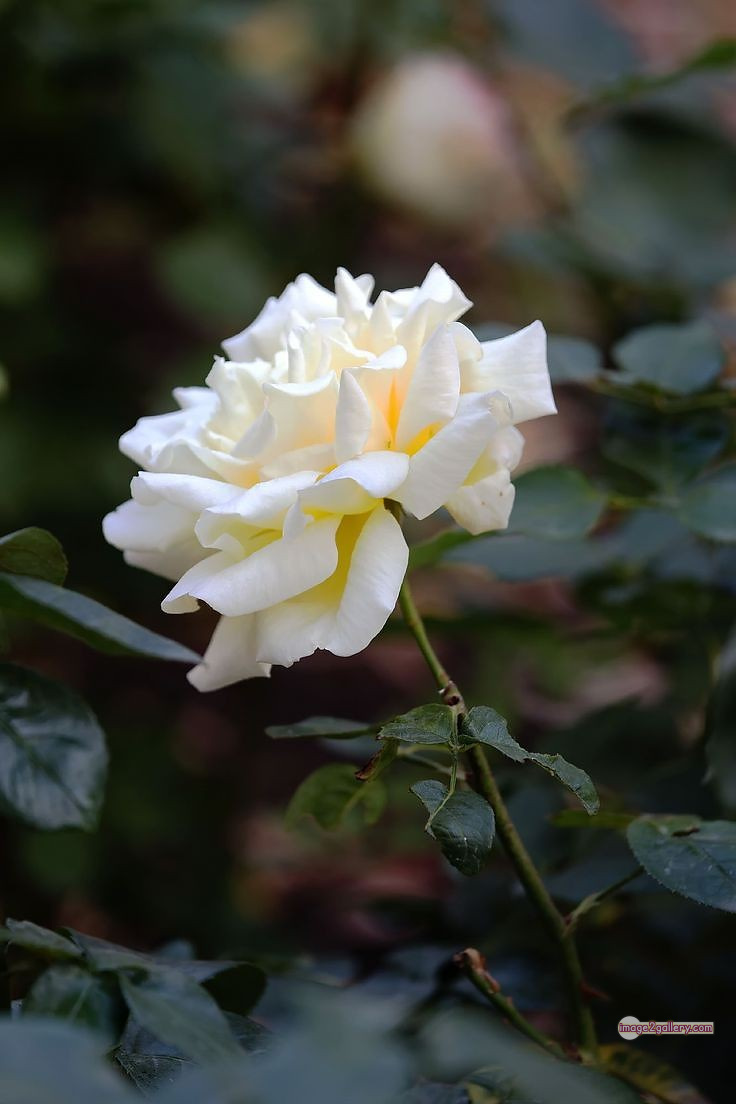 3300+ Beautiful Rose Flowers Image | Rose Flower HD Pic Download | 1544 white rose images -(4)