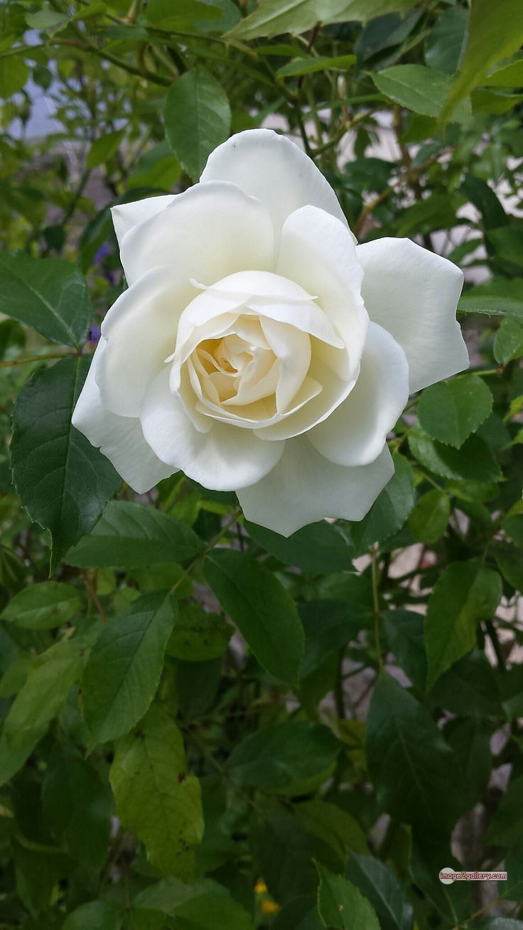 3300+ Beautiful Rose Flowers Image | Rose Flower HD Pic Download | 3056 white rose images -(6)