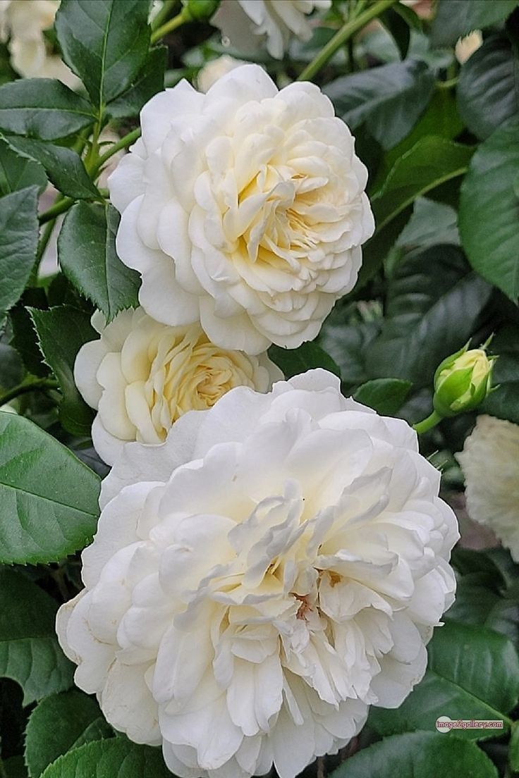 3300+ Beautiful Rose Flowers Image | Rose Flower HD Pic Download | 2978 white rose images -(8)