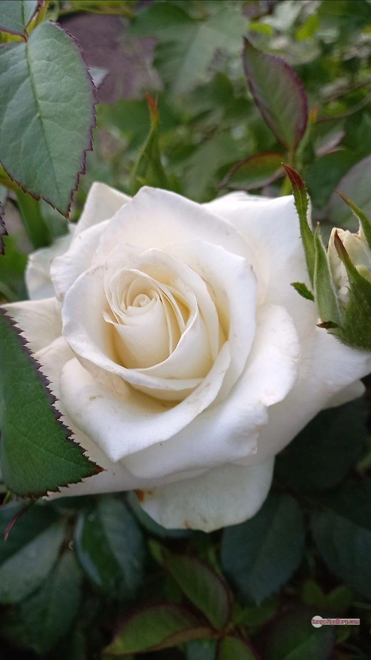 3300+ Beautiful Rose Flowers Image | Rose Flower HD Pic Download | 2828 white rose images -(9)