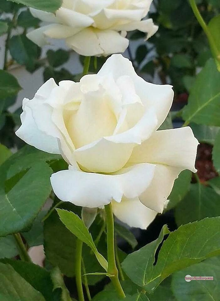 3300+ Beautiful Rose Flowers Image | Rose Flower HD Pic Download | 326 white rose photo -