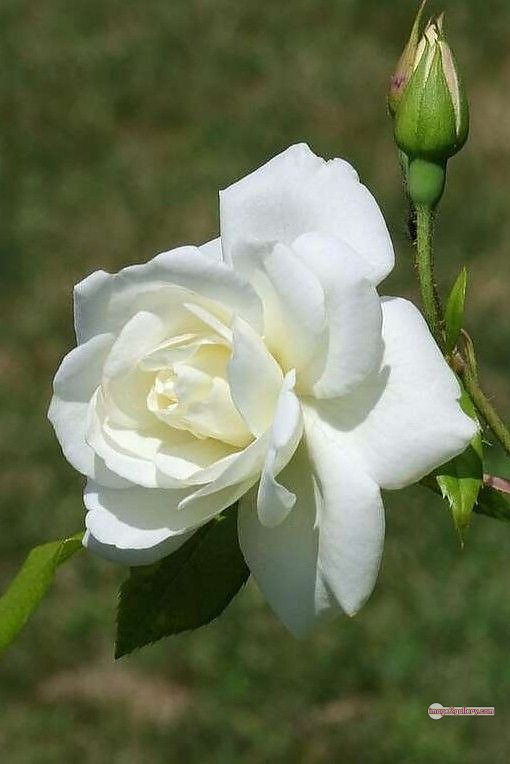 3300+ Beautiful Rose Flowers Image | Rose Flower HD Pic Download | 325 white rose photo -(1)