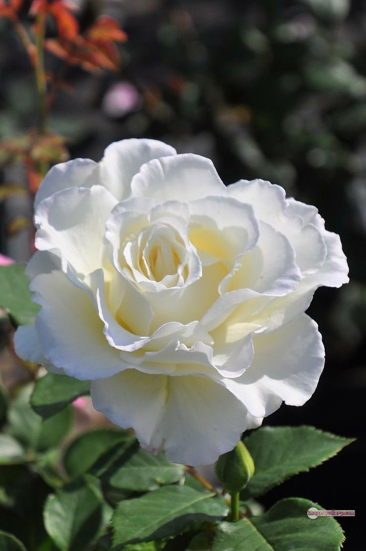 3300+ Beautiful Rose Flowers Image | Rose Flower HD Pic Download | 315 white rose photo -(10)