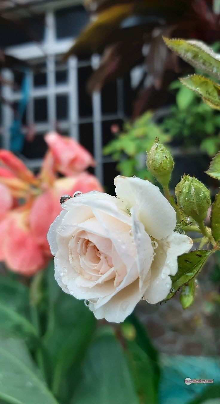 3300+ Beautiful Rose Flowers Image | Rose Flower HD Pic Download | 254 white rose photo -(11)