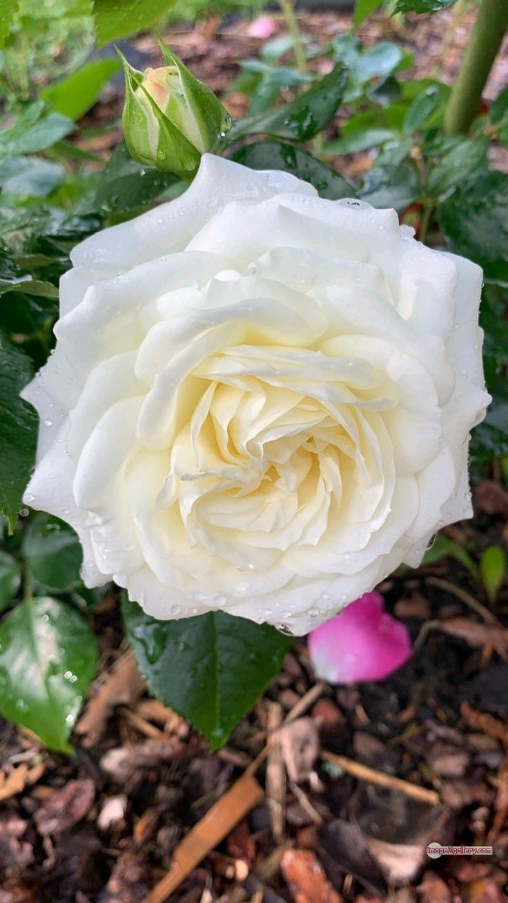 3300+ Beautiful Rose Flowers Image | Rose Flower HD Pic Download | 389 white rose photo -(12)