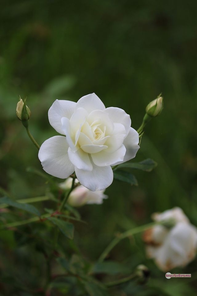 3300+ Beautiful Rose Flowers Image | Rose Flower HD Pic Download | 3057 white rose photo -(2)