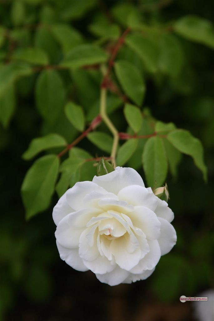 3300+ Beautiful Rose Flowers Image | Rose Flower HD Pic Download | 1596 white rose photo -(4)