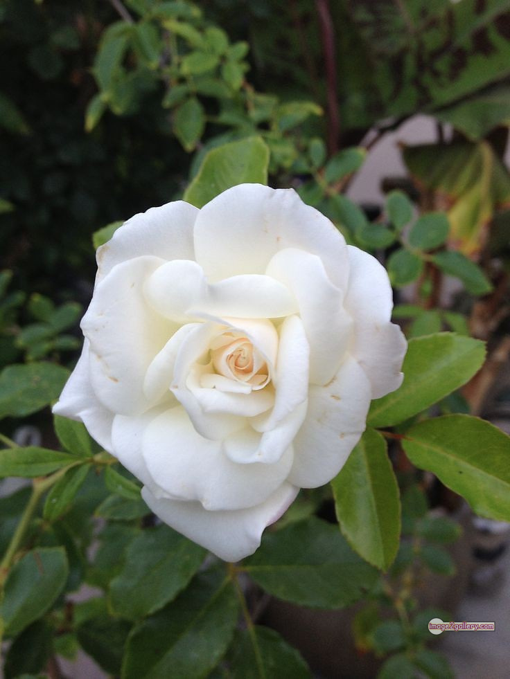 3300+ Beautiful Rose Flowers Image | Rose Flower HD Pic Download | 253 white rose photo -(5)