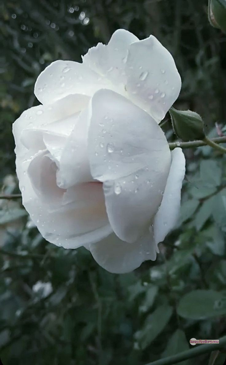 3300+ Beautiful Rose Flowers Image | Rose Flower HD Pic Download | 1814 white rose photo -(6)