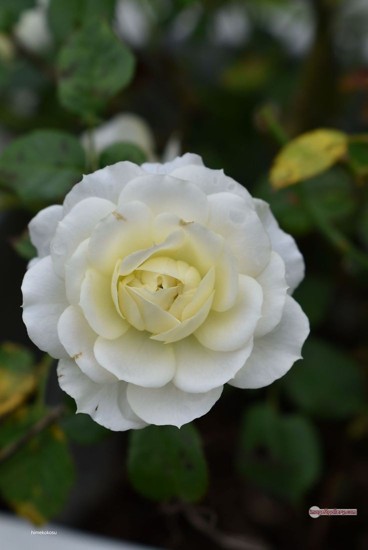 3300+ Beautiful Rose Flowers Image | Rose Flower HD Pic Download | 1546 white rose photo -(7)