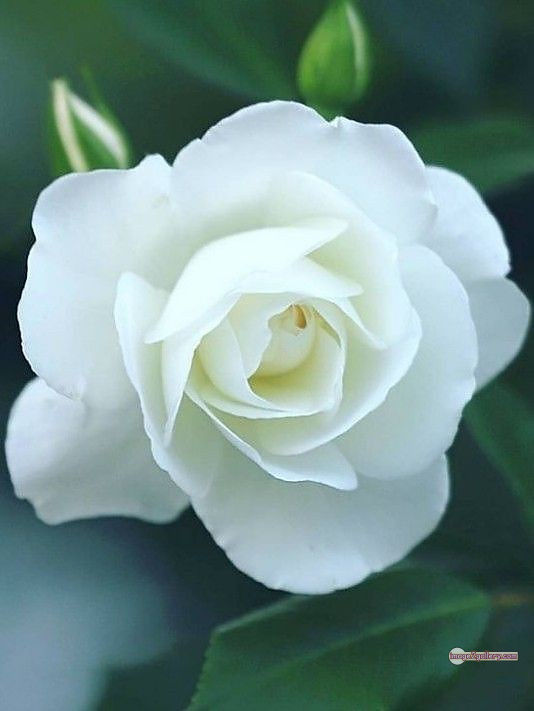 3300+ Beautiful Rose Flowers Image | Rose Flower HD Pic Download | 57 white rose photo -(8)