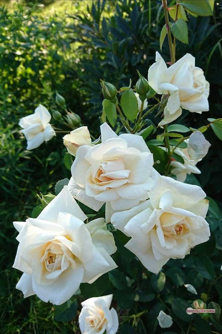 3300+ Beautiful Rose Flowers Image | Rose Flower HD Pic Download | 327 white rose photo -(9)
