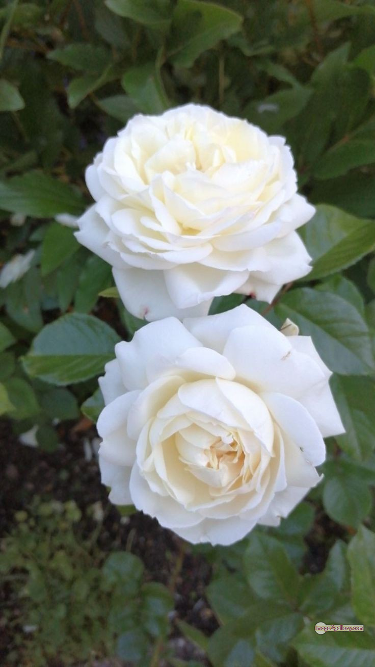 3300+ Beautiful Rose Flowers Image | Rose Flower HD Pic Download | 2168 white roses -(1)