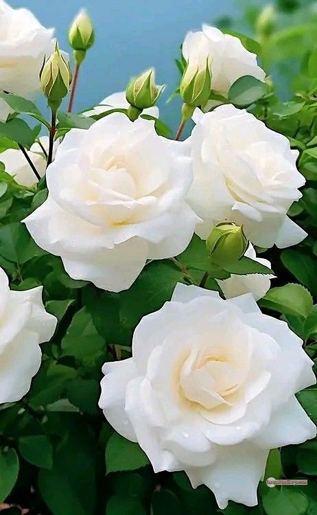 3300+ Beautiful Rose Flowers Image | Rose Flower HD Pic Download | 2224 white roses -(10)