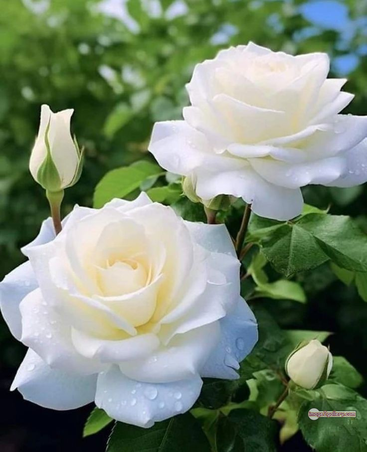 3300+ Beautiful Rose Flowers Image | Rose Flower HD Pic Download | 2418 white roses -(13)