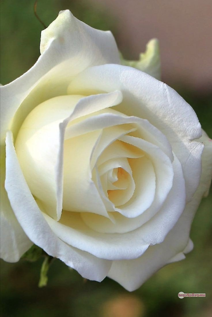 3300+ Beautiful Rose Flowers Image | Rose Flower HD Pic Download | 2167 white roses -(2)