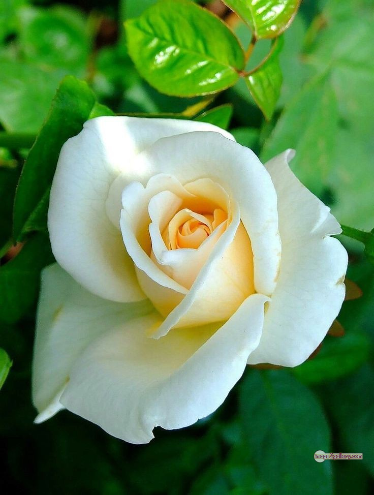 3300+ Beautiful Rose Flowers Image | Rose Flower HD Pic Download | 2169 white roses -(3)