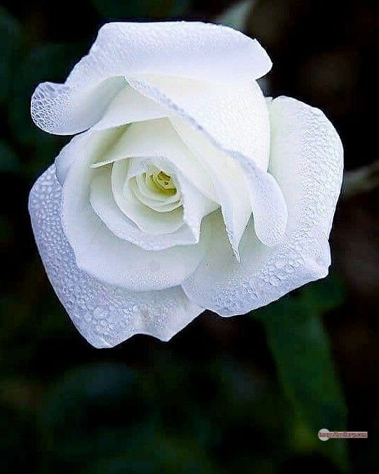 3300+ Beautiful Rose Flowers Image | Rose Flower HD Pic Download | 2380 white roses -(4)