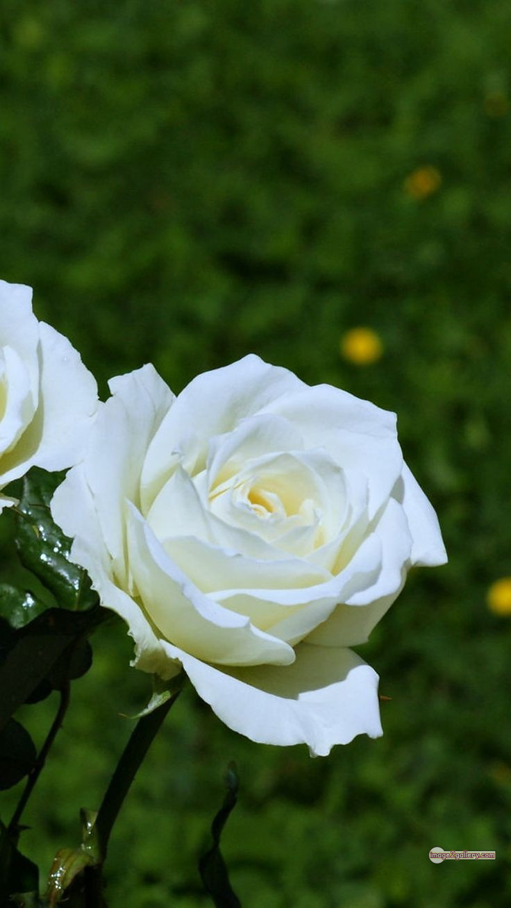 3300+ Beautiful Rose Flowers Image | Rose Flower HD Pic Download | 2221 white roses -(5)